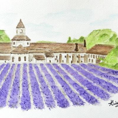 Provence abbaye de senanque