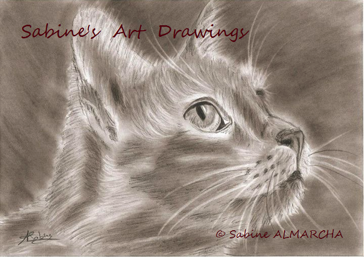 Le chat - sabine's art drawings
